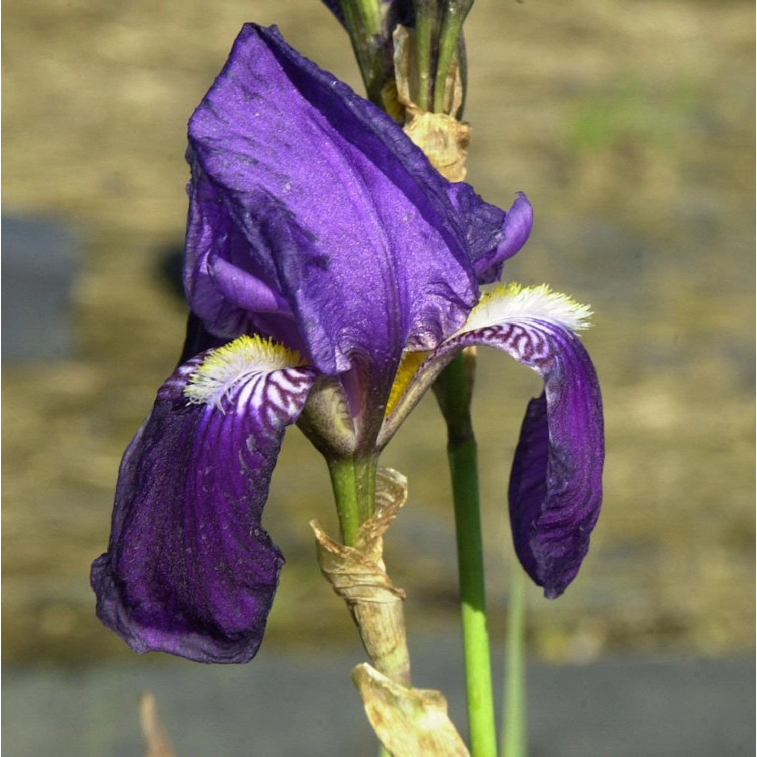 Schwertlilie Lovely Again - Iris barbata günstig online kaufen