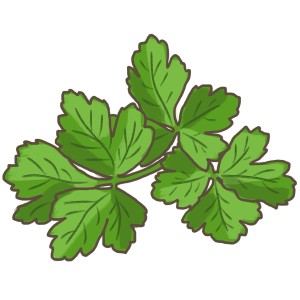 Illustration von glatter, grüner Bio-Petersilie (Petroselinum) mit intensivem Aroma.