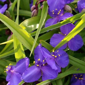 6 x Dreimasterblume 'Leonora' Tradescantia Topf 9cm Dekorativ