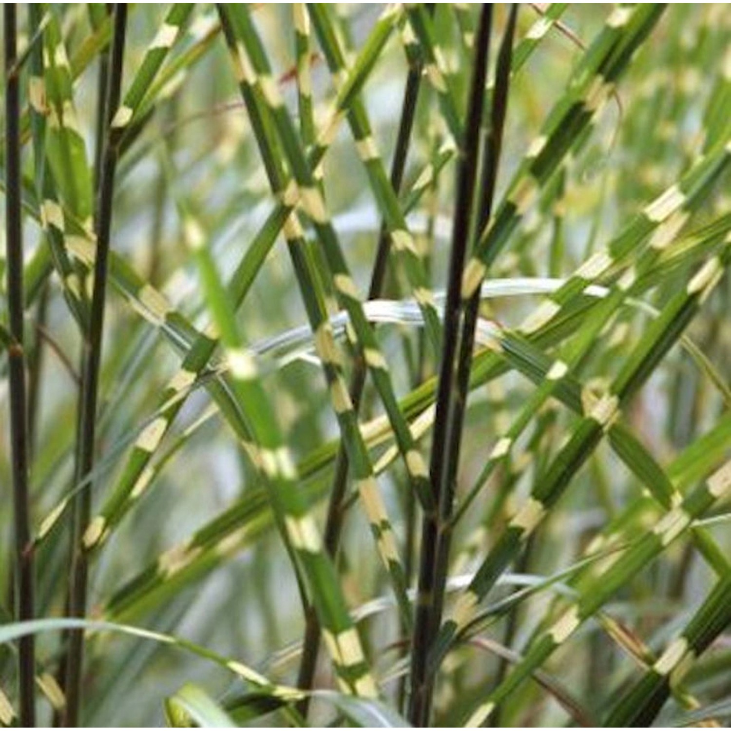 Chinaschilf Strictus - Miscanthus sinensis günstig online kaufen