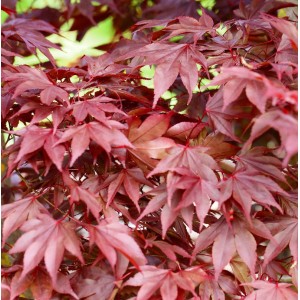 Nahaufnahme des roten Fächerahorns 'Fireglow', ein dekorativer Strauch für den Garten.