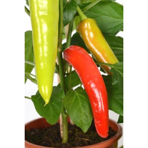 Dreifarbige Peperoni-Pflanze im Topf: Grüne, gelbe und rote Chili-Schoten der Sorte GROW by OBI Pick - & - Joy.