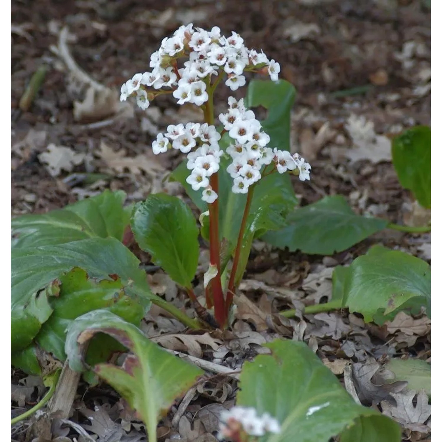 Bergenie Jelle - Bergenia cordifolia
