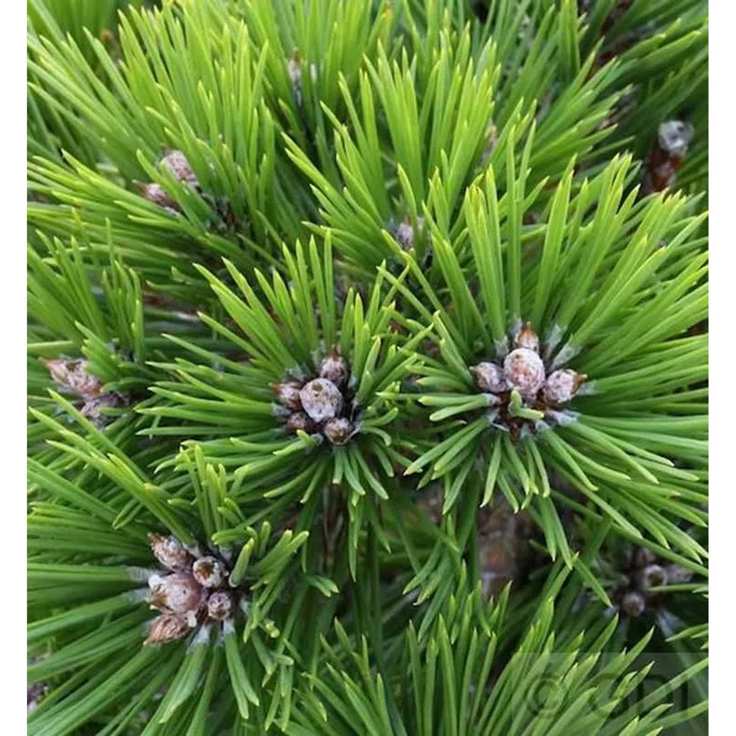 Japanische Rotkiefer Low Glow 15-20cm - Pinus densiflora