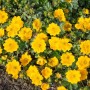 Goldgelbes Fingerkraut (Potentilla Aurea) im 9x9 cm Topf. Kompakte Staude mit leuchtenden Blüten.