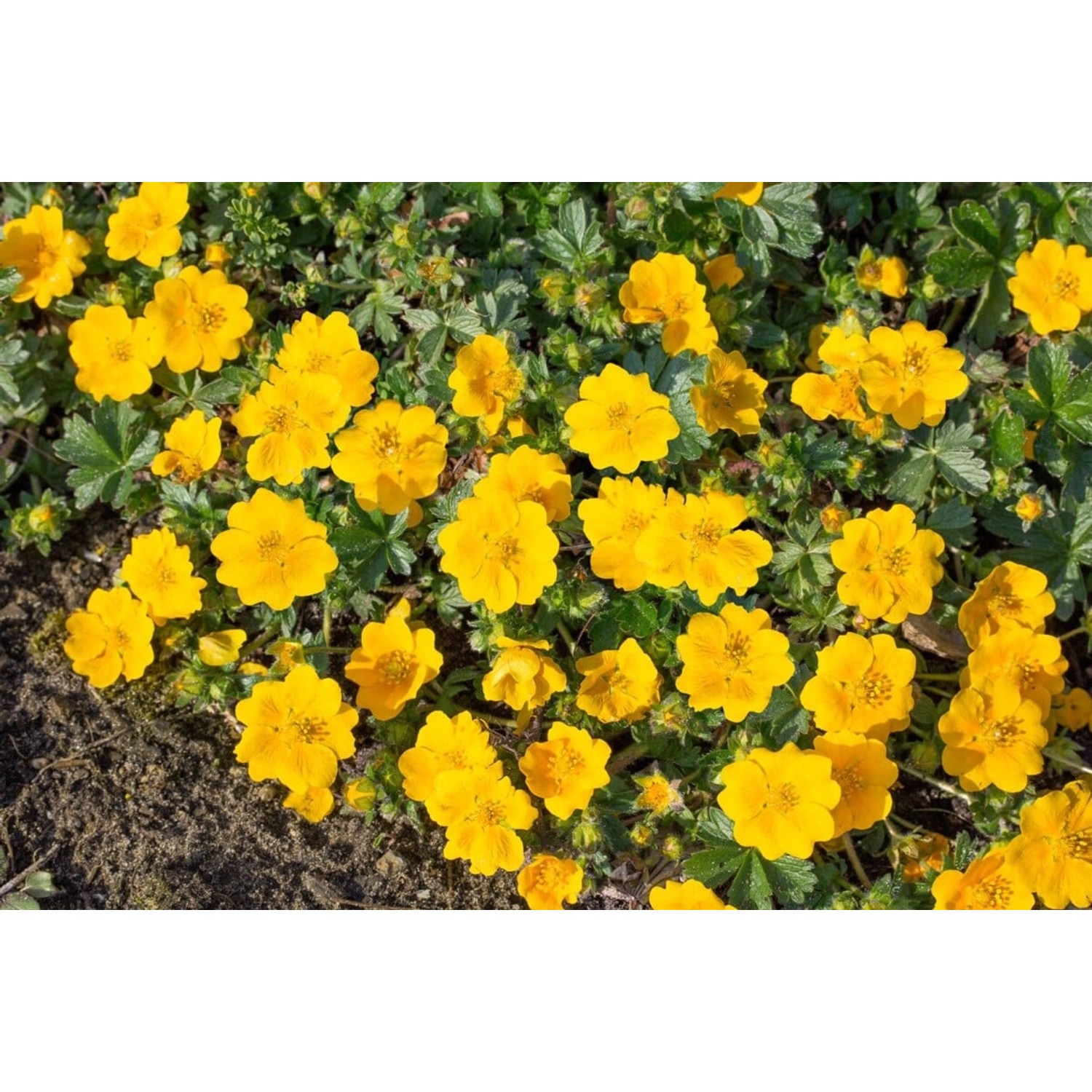 Potentilla Aurea Gold-Fingerkraut Ca. 9x9 cm Topf günstig online kaufen
