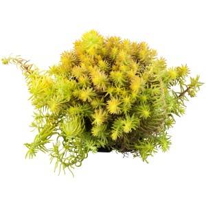 Gelbes Garten-Fettblatt Angelina von GROW by OBI, Höhe ca. 10-20 cm.