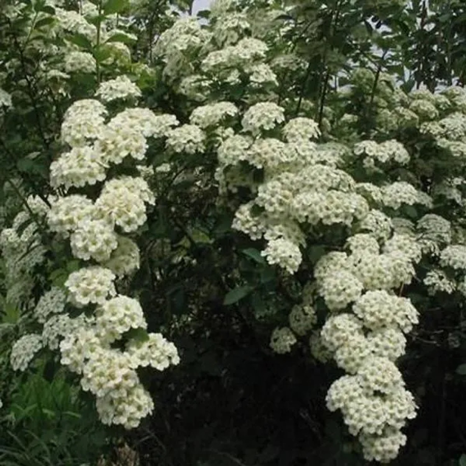 Prachtspiere Spiraea × vanhouttei 40 bis 60 cm im Container Reichblühend