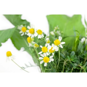 Echte Kamille (Matricaria Recutita) im 9x9 cm Topf, weiße Blüten mit gelber Mitte.