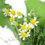 Echte Kamille (Matricaria Recutita) im 9x9 cm Topf, weiße Blüten mit gelber Mitte.