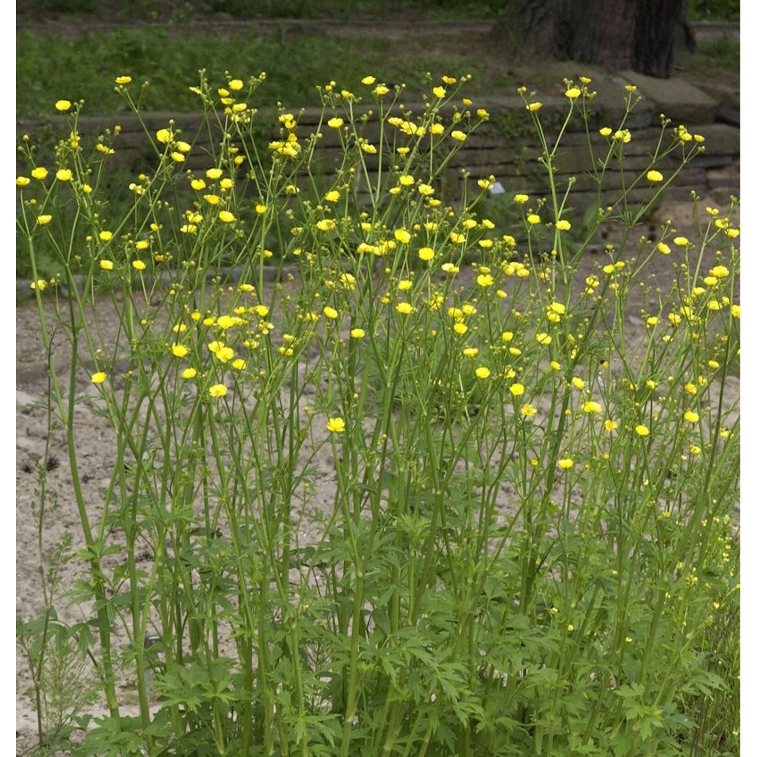 Knollige Hahnenfuß - Ranunculus bulbosus günstig online kaufen