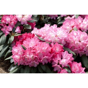 Rosa Rhododendron Yakushimanum Anuschka Inkarho mit üppigen Blüten.