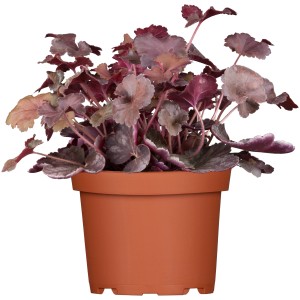 Purpurglöckchen Lila im Topf (Ø 13cm). Heuchera-Staude mit dekorativen, lila Blättern.