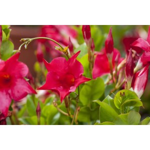 Nahaufnahme einer blühenden Dipladenie (Mandevilla sanderi) mit roten Blüten und grünen Blättern.