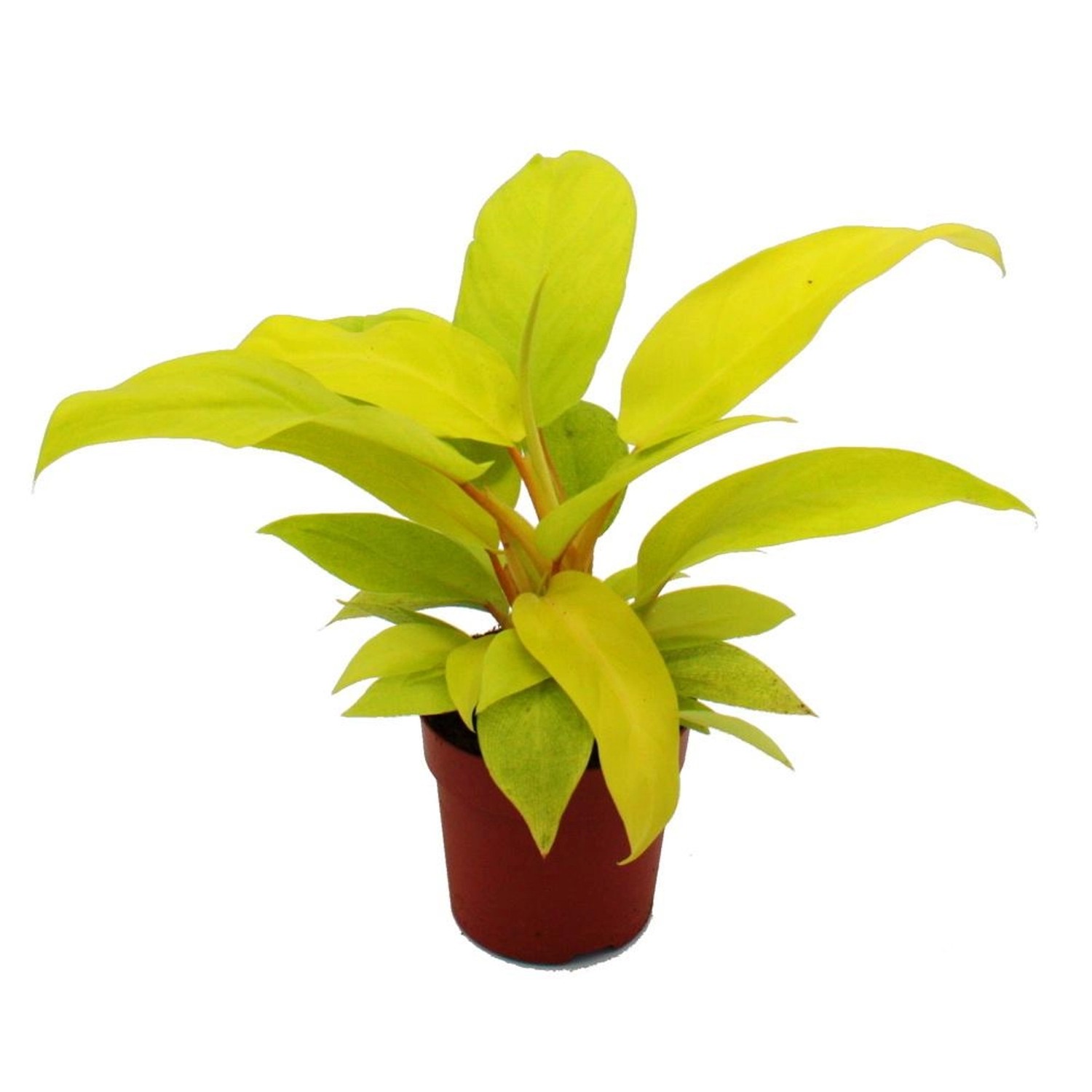 Exotenherz Philodendron Lemon Lime Leuchtend Gelber Baumfreund 12cm Topf günstig online kaufen