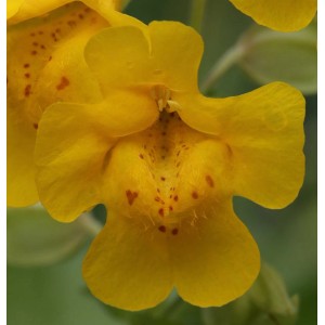 Nahaufnahme einer gelben Gauklerblume (Mimulus luteus) mit roten Punkten.