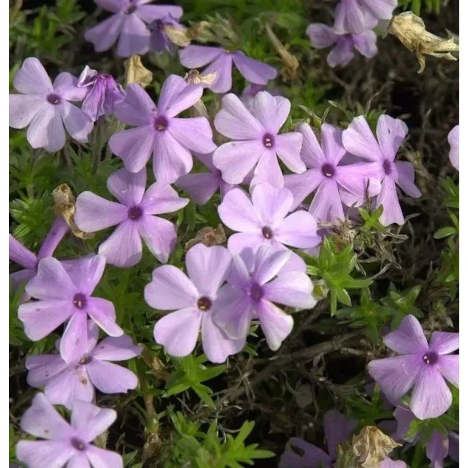 Niedrige Flammenblume Lilac Cloud - Phlox douglasii