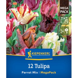Kiepenkerl Papageien-Tulpen Mischung, 12 Stück. Farbenfrohe Tulpen mit gefransten Blüten für Beet und Vase.