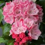 Blühender Berglorbeer 'Olympic Fire' mit rosa-weißen Blüten und roten Knospen.