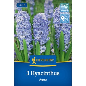 Kiepenkerl Hyazinthe Aqua: Violett-blaue Blumenzwiebeln mit dichten Blütenköpfen und grünen Blättern.