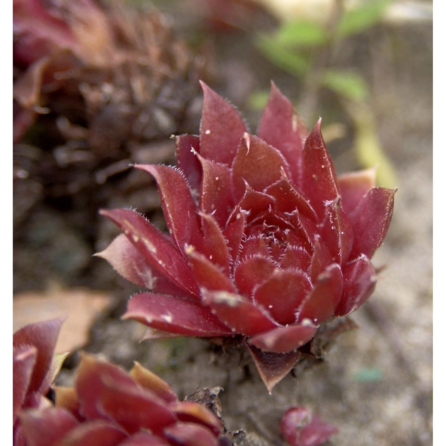 Dachwurz Rusty - Sempervivum cultorum günstig online kaufen