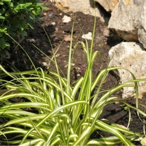 Segge 'Evergold' im Topf, Ziergras mit gelb-grünen Blättern für den Garten.
