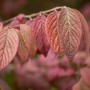 Herbstliche Blätter des Japanischen Schneeballs Viburnum Plicatum Mariesii, rot gefärbt.