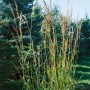Sorghastrum Nutans Indian Steel, Ziergras mit stahlblauen Halmen und goldgelben Blütenrispen.
