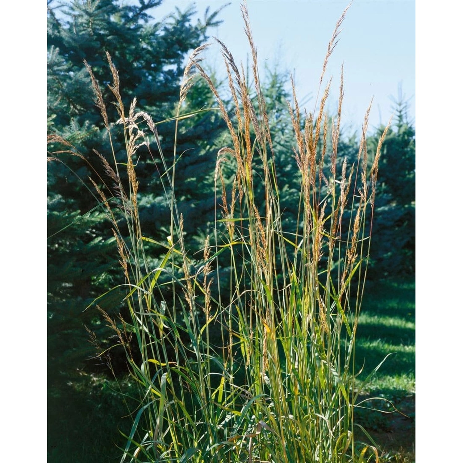 Sorghastrum Nutans Indian Steel Indianergras Stahlblau Ca. 9x9 cm Topf günstig online kaufen