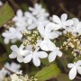 Nahaufnahme des Japanischen Schneeballs (Viburnum Plicatum) mit weißen Blüten und grünen Blättern.