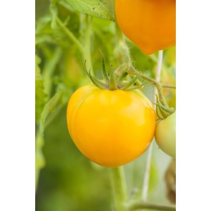 Gelbe Tomate 'Pano Yellow' am Strauch im Topf (ca. 12cm Topf)