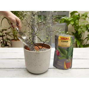 Seramis Topper Graphite 1 l: Graue Zierkies-Abdeckung wird in einen Topf mit Pflanze gefüllt.