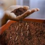 Hand hält Kokoserde über Anzuchtschale mit Keimlingen. Torffreie Blumenerde für Garten und Anzucht.