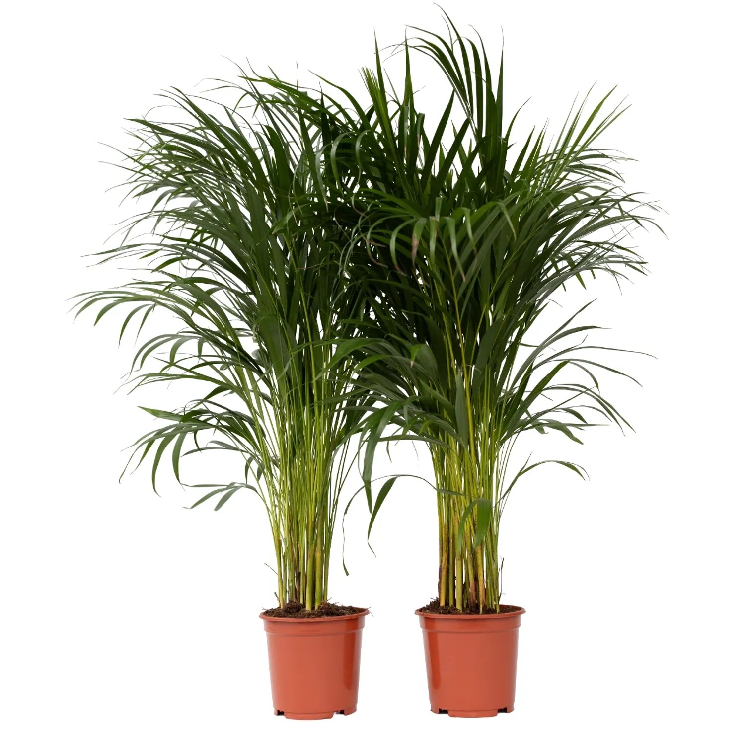 Plant In A Box Goldfruchtpalmen X2  Dypsis Lutescens Höhe 100cm Ø21 Grün