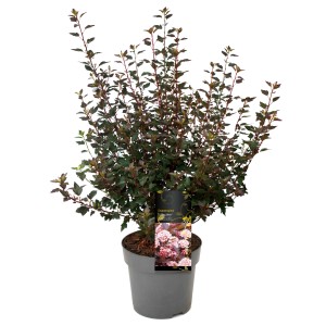 Blasenspiere Little Joker im Topf, ca. 20-30 cm hoch, mit bordeauxrotem Laub.