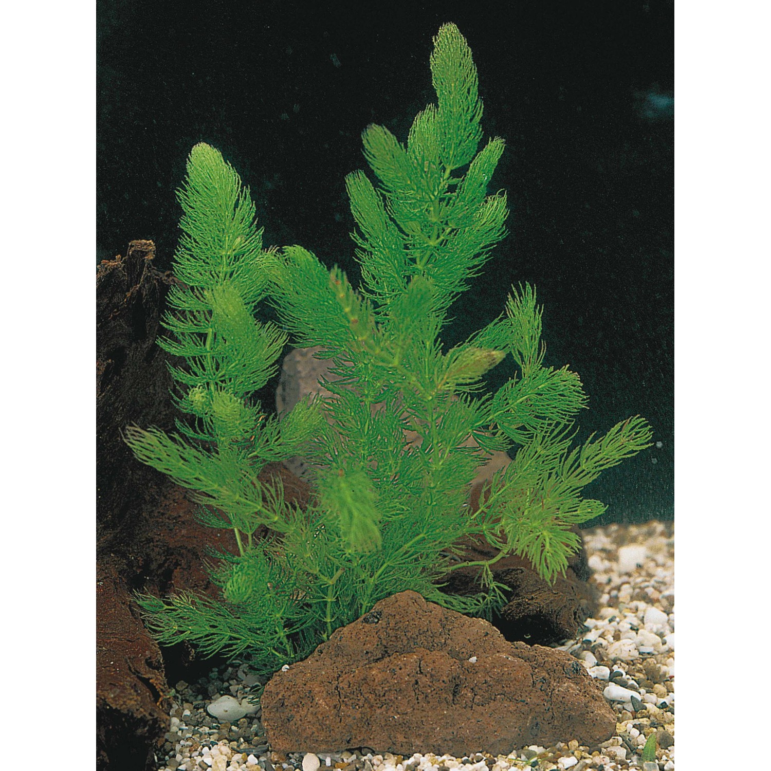 OBI Hornblatt im Becher TopfØ ca. 11 cm Ceratophyllum demersum kaufen