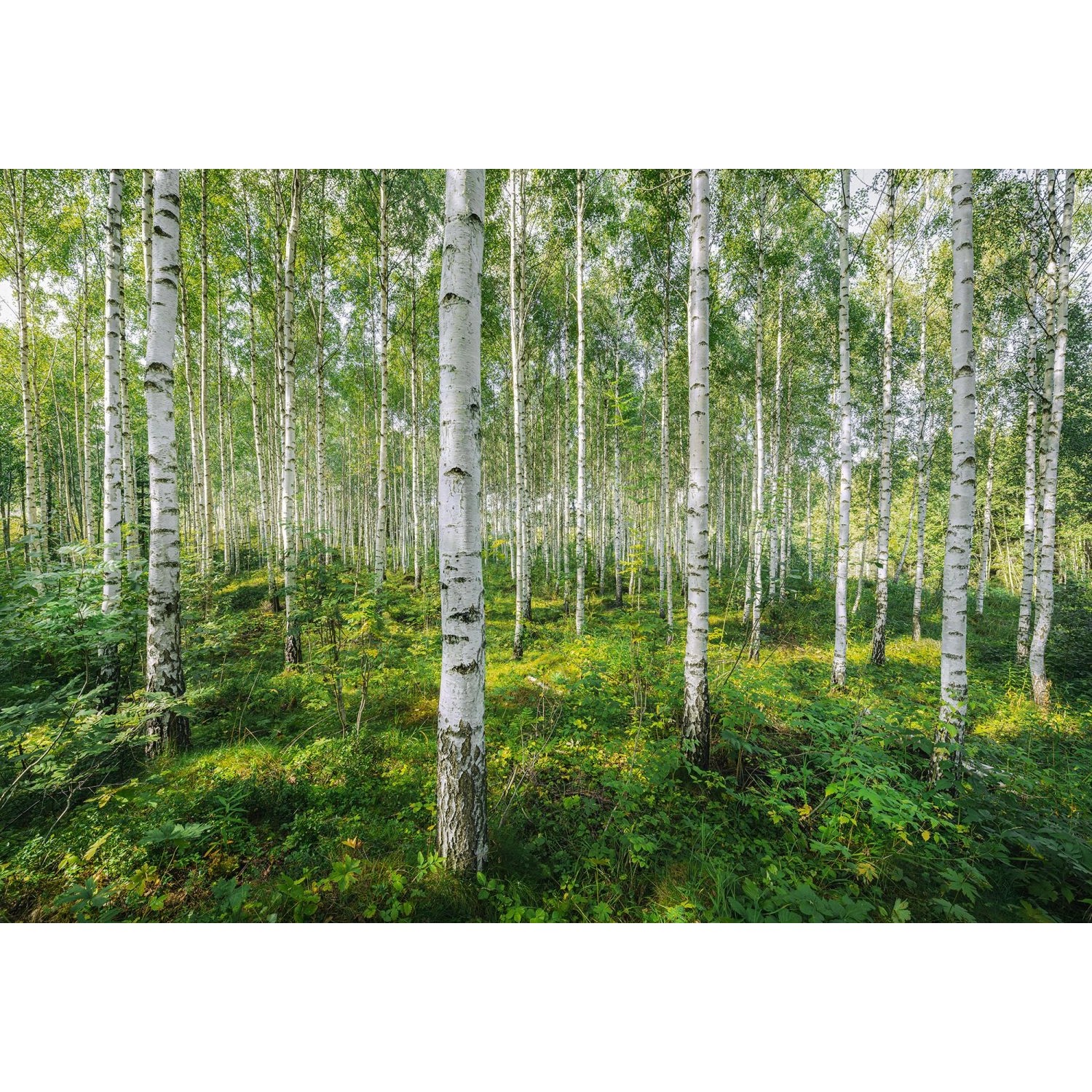 Komar Fototapete Sunny Day Grün 368 x 254 cm 611007 günstig online kaufen