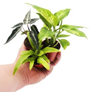 Hand hält 4 Exotenherz Minipflanzen, darunter Dieffenbachia im 5,5cm Topf.