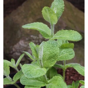 Nahaufnahme einer Apfelminze (Mentha suaveolens), einer grünen Staude.