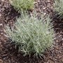 Zwergcurry Aladin (Helichrysum italicum) im Topf, silbriges Küchenkraut für sonnige Standorte.
