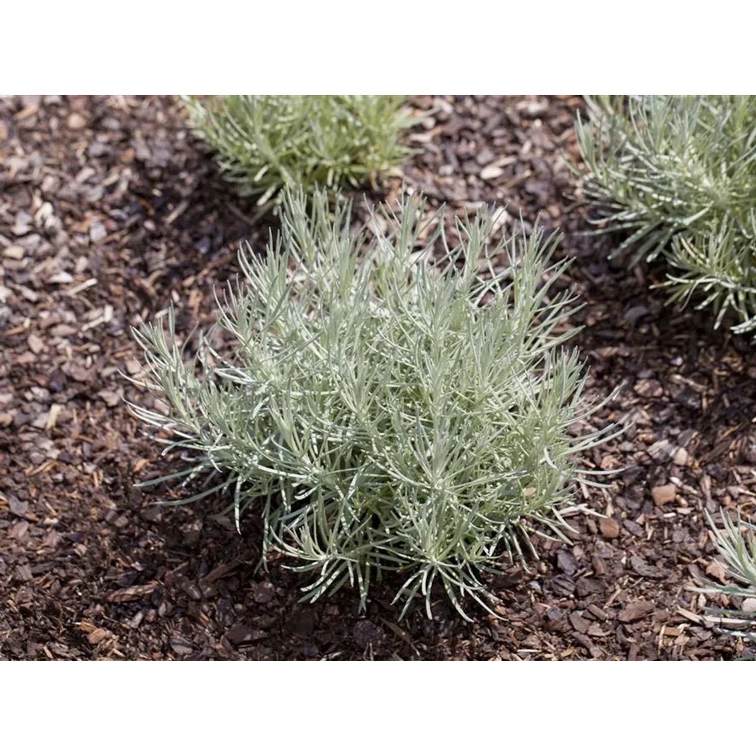 Zwergcurry Aladin (Helichrysum italicum) im Topf, silbriges Küchenkraut für sonnige Standorte.