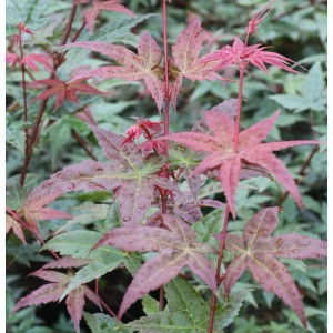 Fächerahorn Beni Komachi (Acer palmatum) mit lachsrotem Laub und filigranen Blättern.