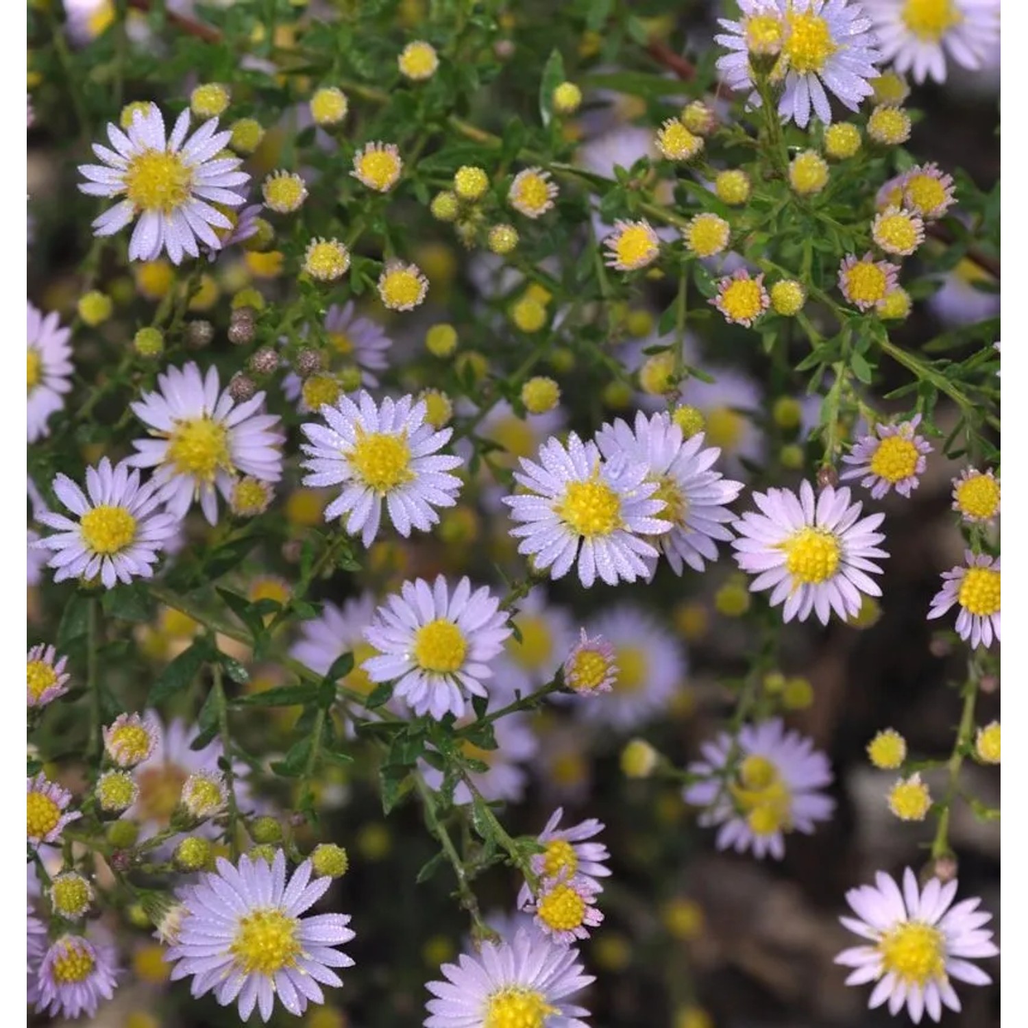Myrtenaster Blue Wonder - Aster ericoides