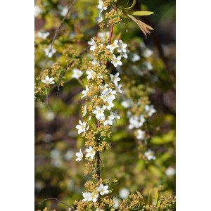 Nahaufnahme der weißen Blüten der Thunbergs Spiere (Spiraea Thunbergii).