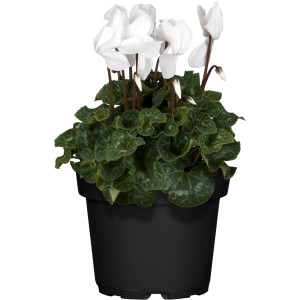 Alpenveilchen Weiß im Topf (Ø 10,5 cm). Weiße Blüten und grüne Blätter im schwarzen Topf.