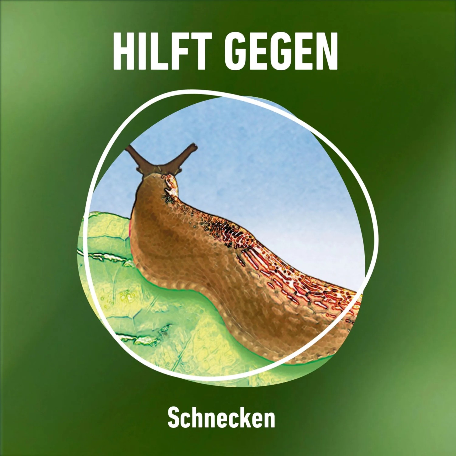 Illustration einer Nacktschnecke auf einem Blatt. Schneckenkorn zur Bekämpfung von Schnecken.