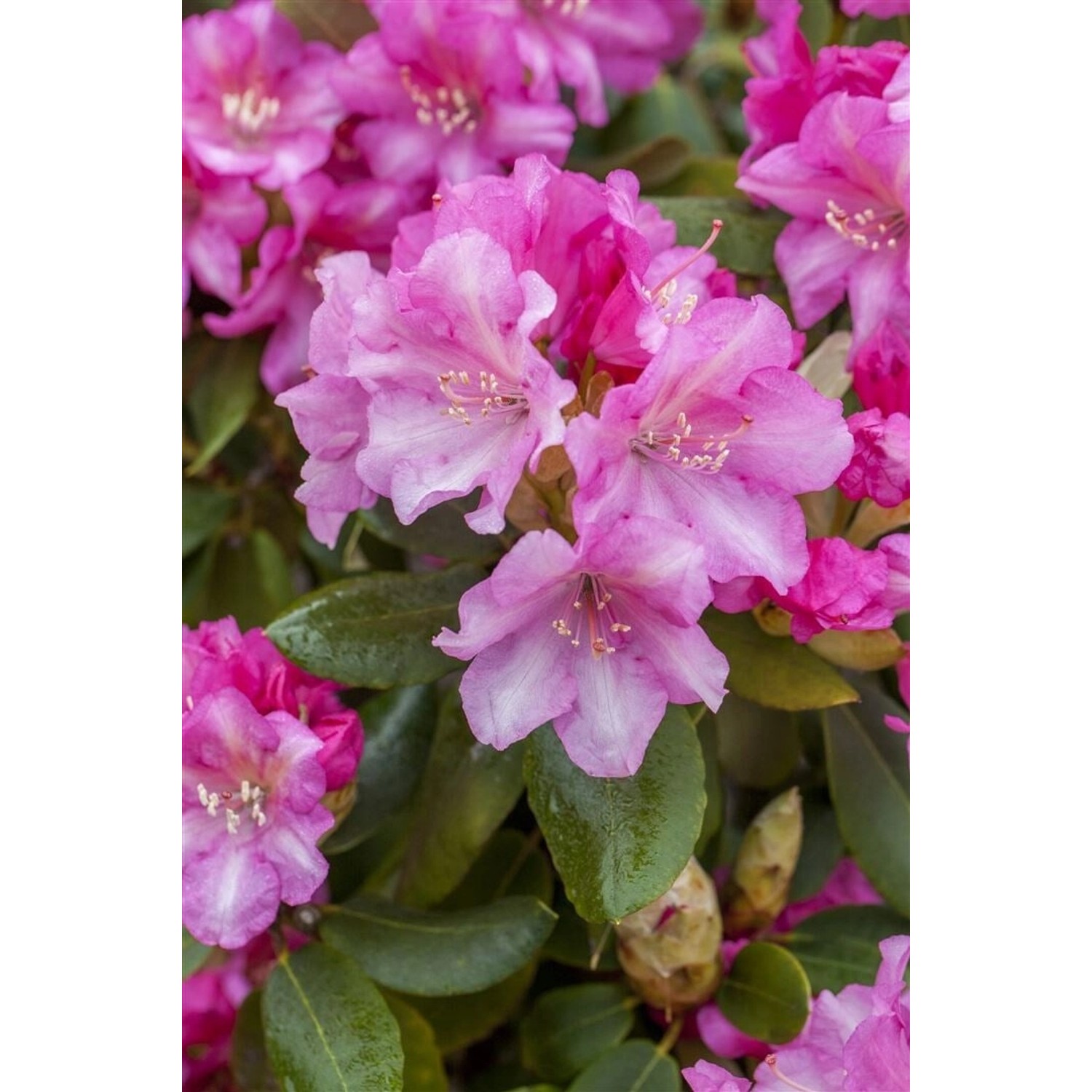 Rhododendron Yakushimanum Blurettia Rosa Blüten 25–30 cm günstig online kaufen