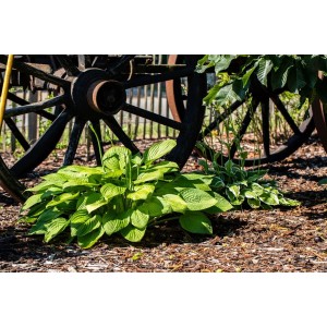 Grüne Hosta Plantaginea 'Grandiflora' (Duftfunkie) im Beet, ca. 11x11 cm Topf.