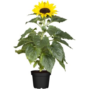 Sonnenblume 'Sunsation Multiflower' im Topf, gelbe Blüten und grüne Blätter. Sommerpflanze für Garten und Balkon.