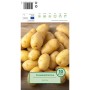 Pflanzkartoffeln Nicola, 10 Stück, vorgetrieben, für den Anbau im Garten.